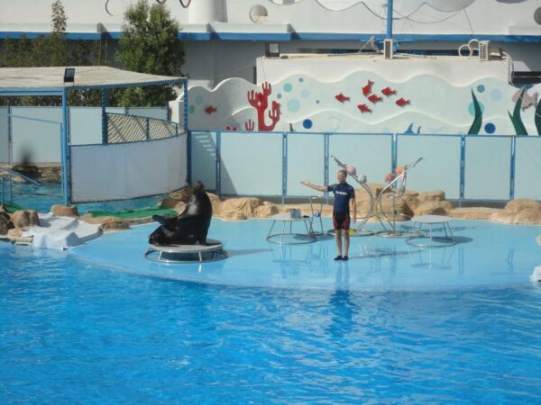 Dolphin Show - Image 3