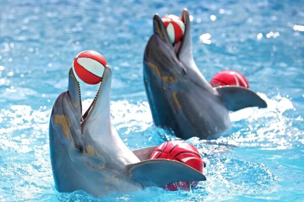 Dolphin Show