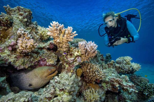 Wreck Diving El Mina - Image 3