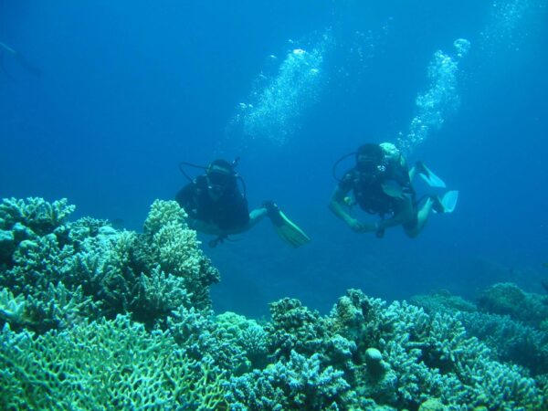 Daily Diving - Image 2