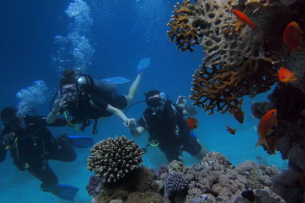 Intro Diving - Image 3