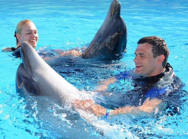 Swimming With Dolphins - Image 2